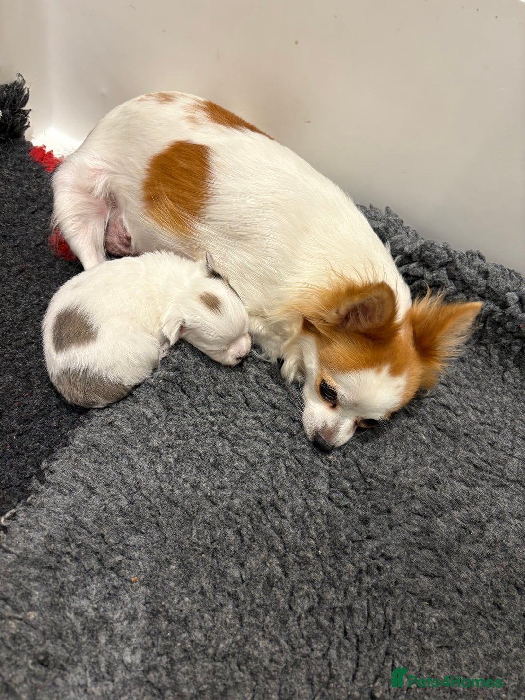 Chihuahua dogs for sale: Long haired chihuahuas  - Image 10