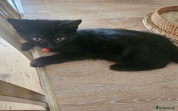 Mixed Breed cats for sale: British Short Haired mix in Enfield - Image 5