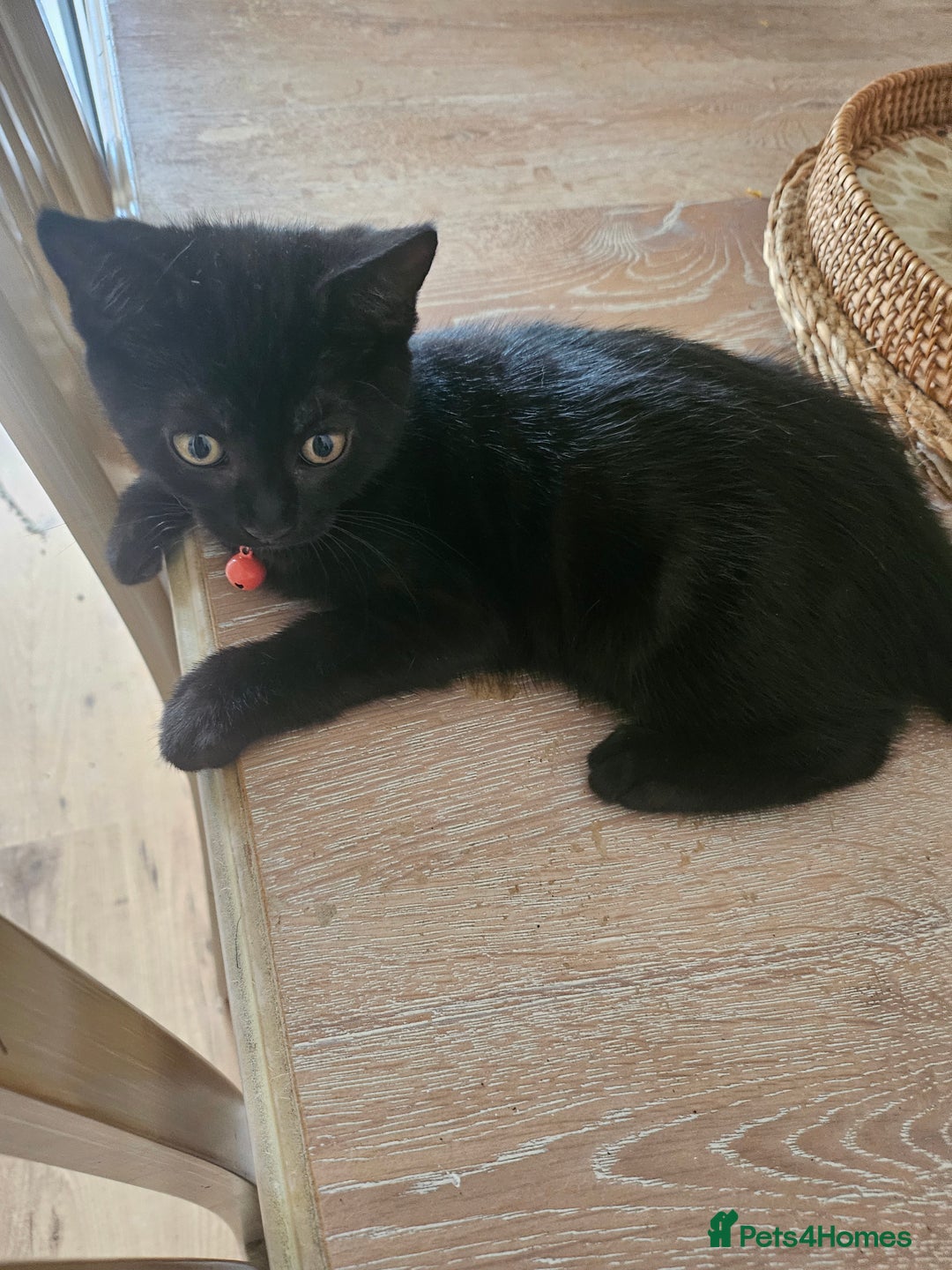 Mixed Breed cats for sale: British Short Haired mix in Enfield - Image 5