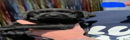 Labrador Retriever dogs for sale: STUNNING Pedigree Labrador Puppies in Portsmouth - Advert 10