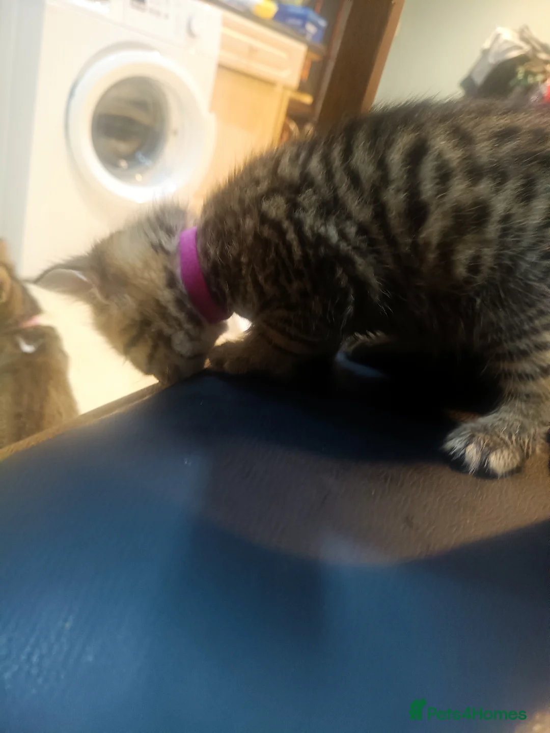 Toybob cats for sale: cat kittin  - Advert 10