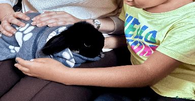 Mini Lop rabbits - Advert 9