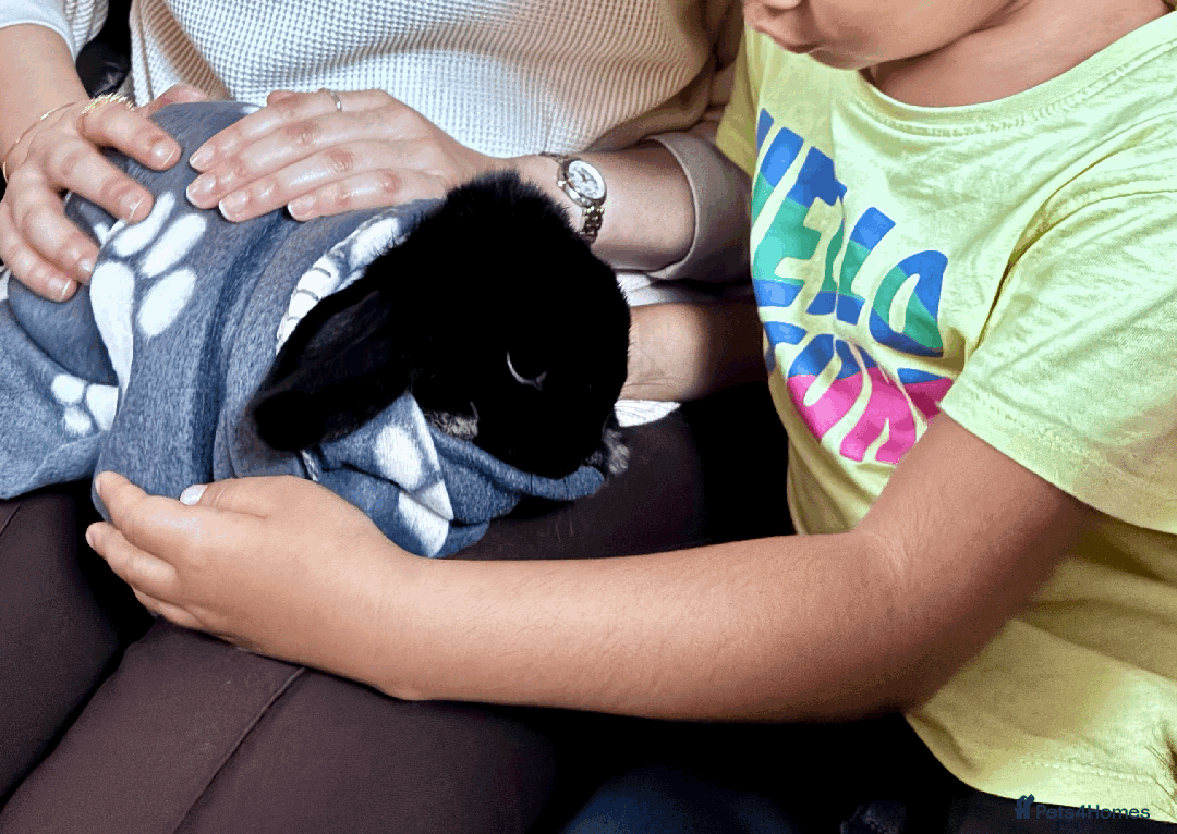 Mini Lop rabbits for sale: Adorable black mini lop bunny - Image 3
