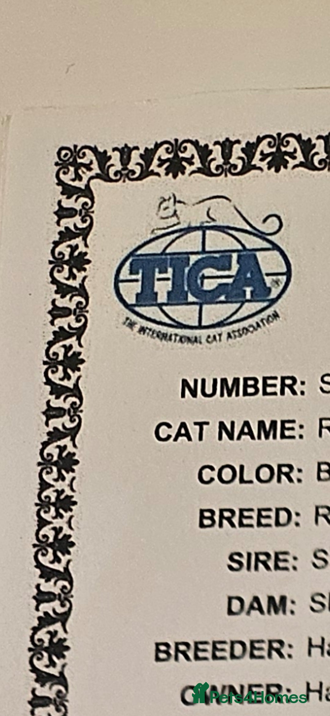Ragdoll cats for sale: Tica registered Grand Champion Ragdoll kittens  - Image 22