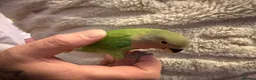 Lovebirds birds for sale: Baby hand reared lovebirds 2 x Lutino 1 x normal   in Rotherham - Advert 3