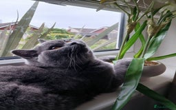 Mixed Breed cats for sale: Two indoor females seeking loving home together  - Image 25