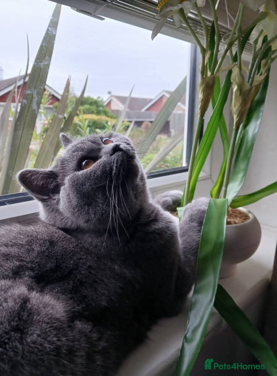 Mixed Breed cats for sale: Two indoor females seeking loving home together  - Image 25