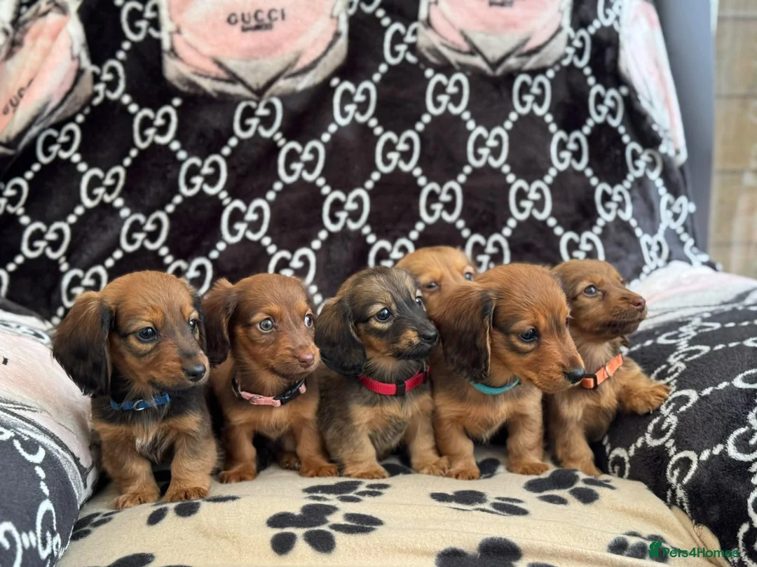 Dachshund dogs for sale: Longhaired Dachshund puppies in Wymondham - Advert 1
