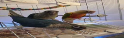 Conures birds for sale: Hand reared tame - Advert 12