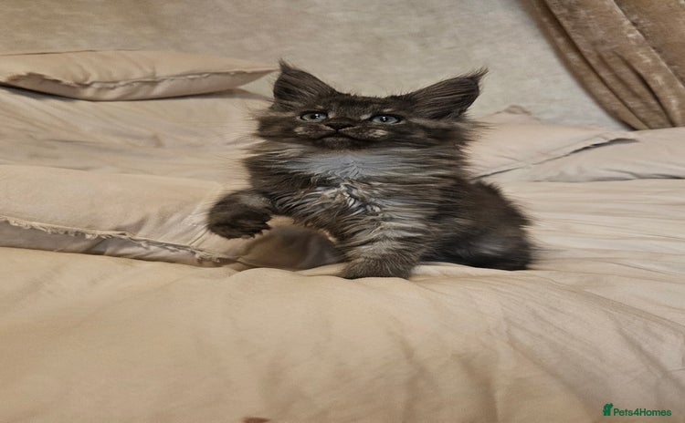 Maine Coon cats - Advert 3
