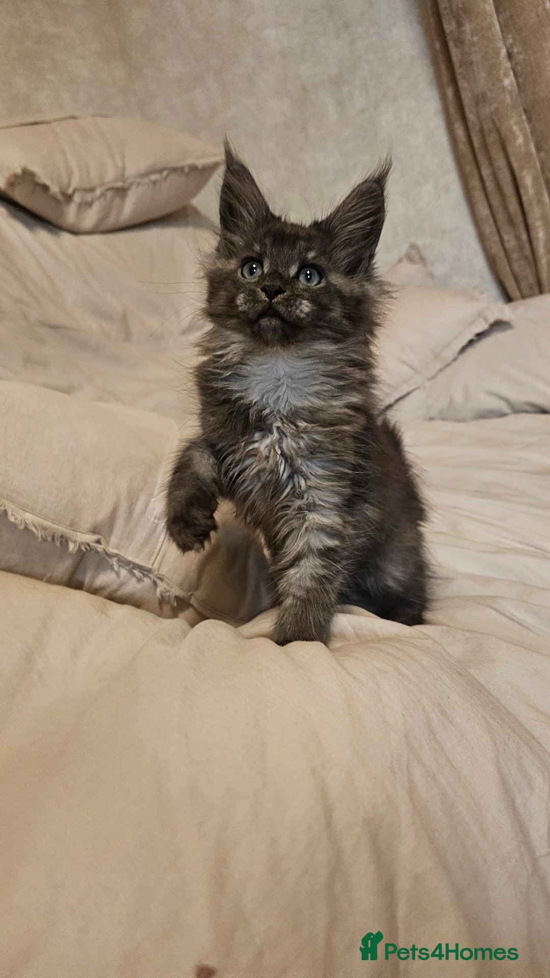 Maine Coon cats for sale: Pedigree maine coon kittens (possible delivery) - Image 1