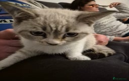 Selkirk Rex cats for sale: Tica reg  pedigree selkirk rex kittens ready now  - Advert 38