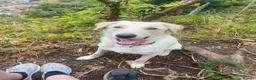 Borador dogs for sale: Bernie - Lab X Collie  - Advert 4