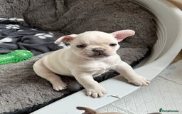 French Bulldog dogs for sale: French bulldog puppies  - Image 4