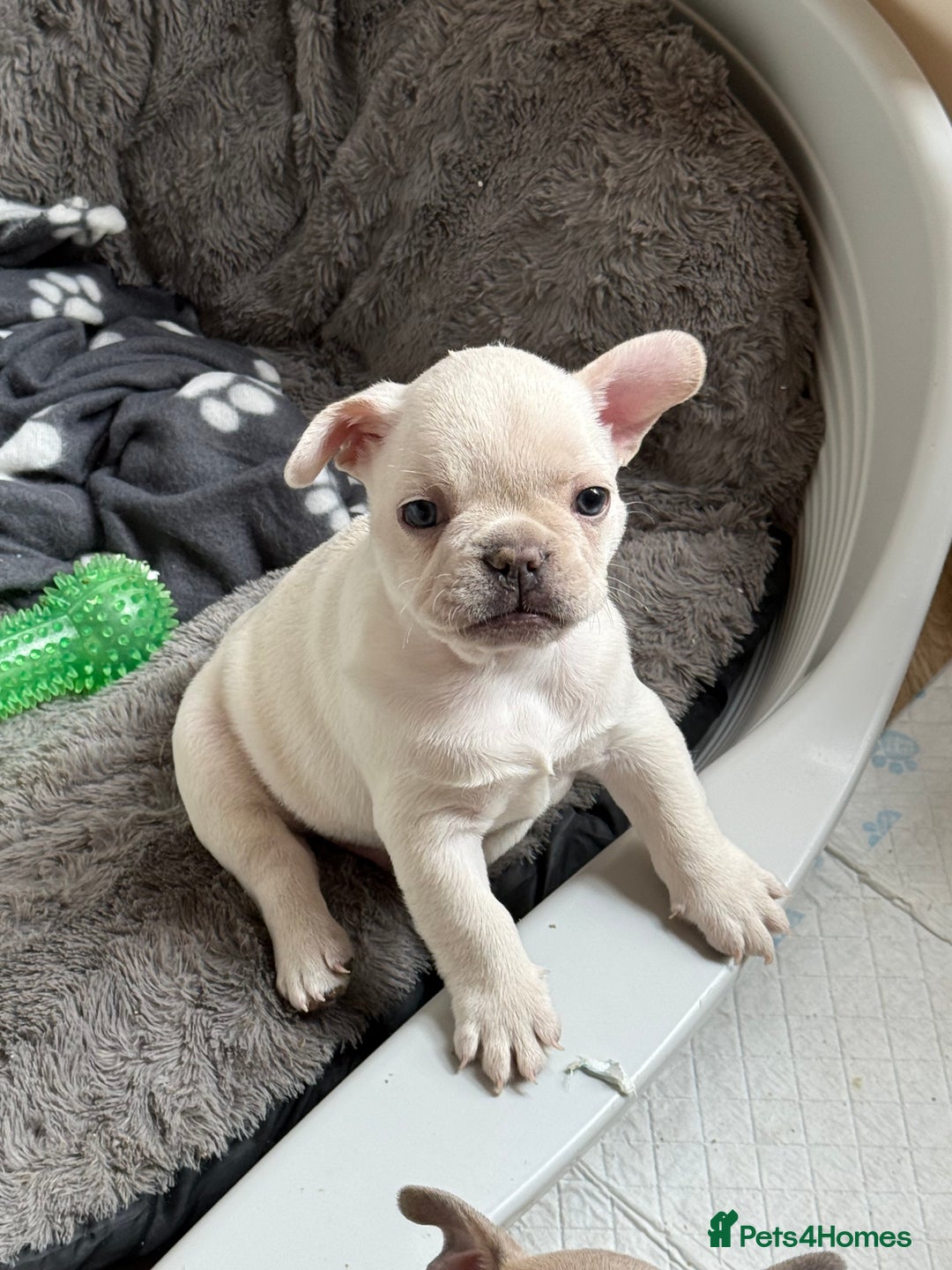 French Bulldog dogs for sale: French bulldog puppies  - Image 4