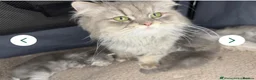 Persian cats for sale: Adorable blue Persian girl ready now  - Advert 3