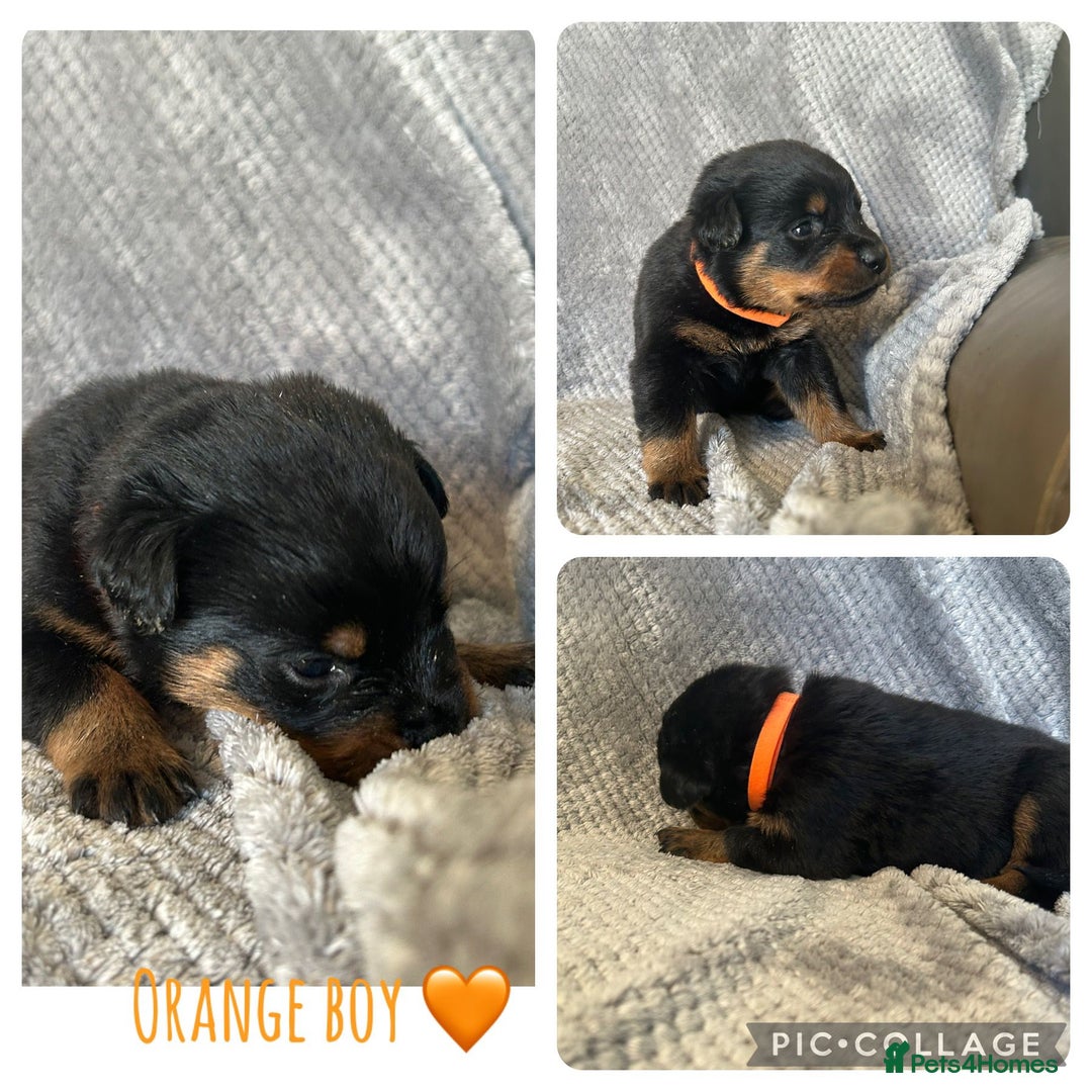 Rottweiler dogs for sale: Rottweiler puppies  - Advert 9