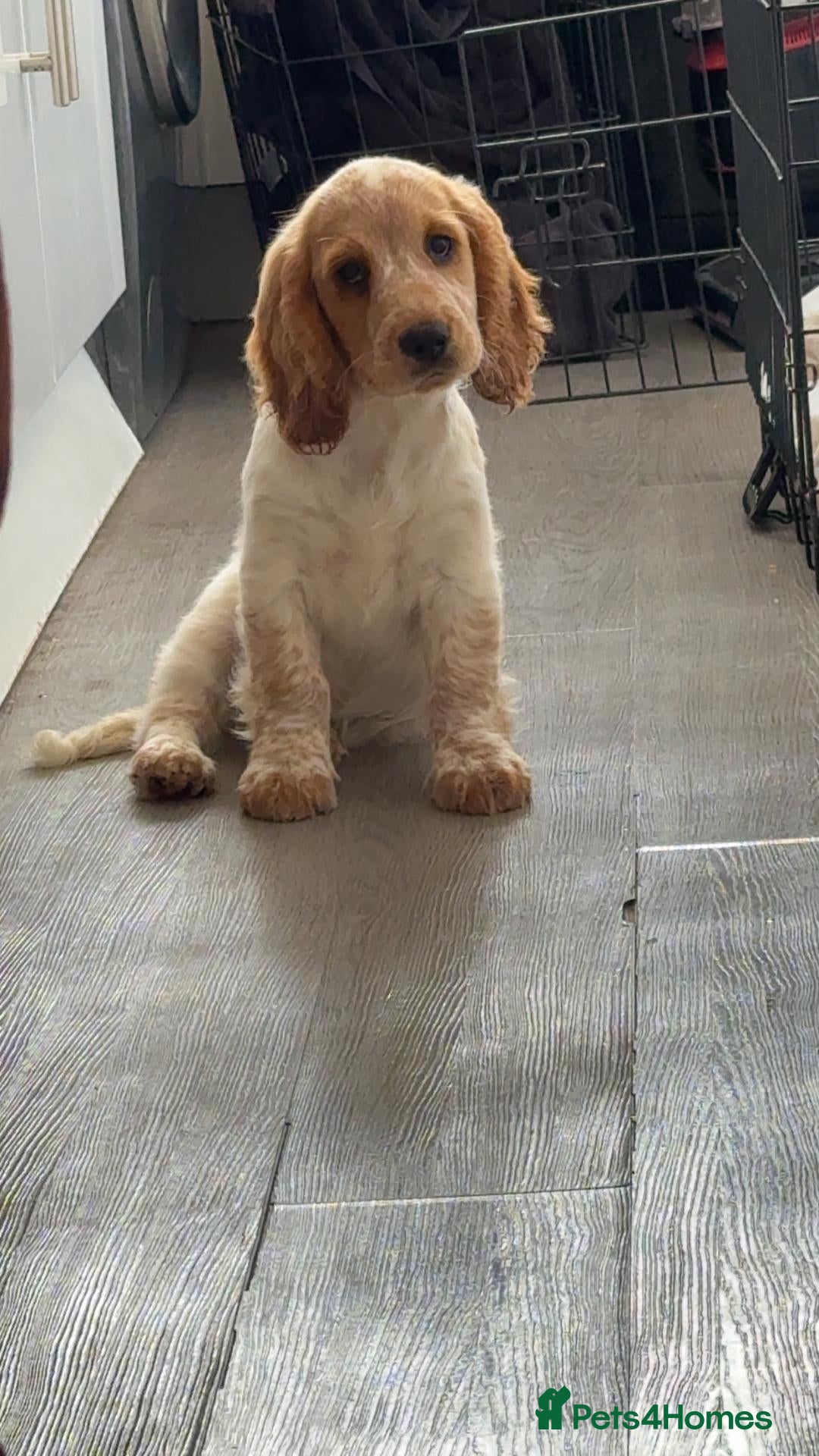 Cocker Spaniel dogs Cocker spaniel puppy  - Advert 1