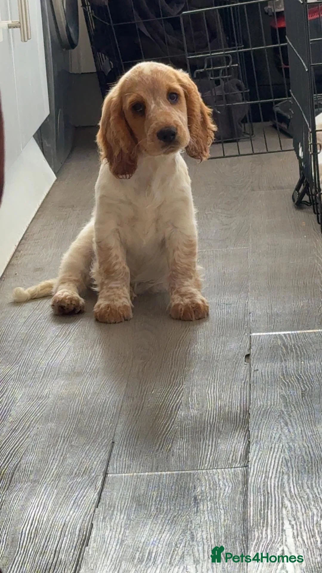 Cocker Spaniel dogs for sale: Cocker spaniel puppy  in Goole - Advert 1