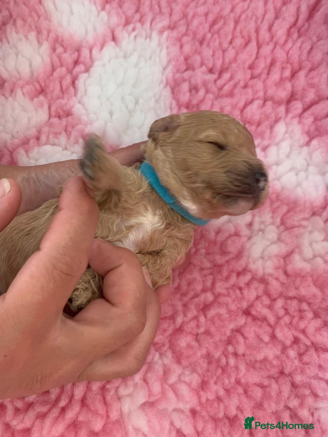 Labradoodle dogs for sale: Multi- Generation Toy/Mini parti Labradoodles   - Advert 16