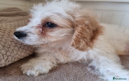 Cavapoo dogs for sale: Fluffy Bundles of Love Looking for Forever Homes! - Image 6