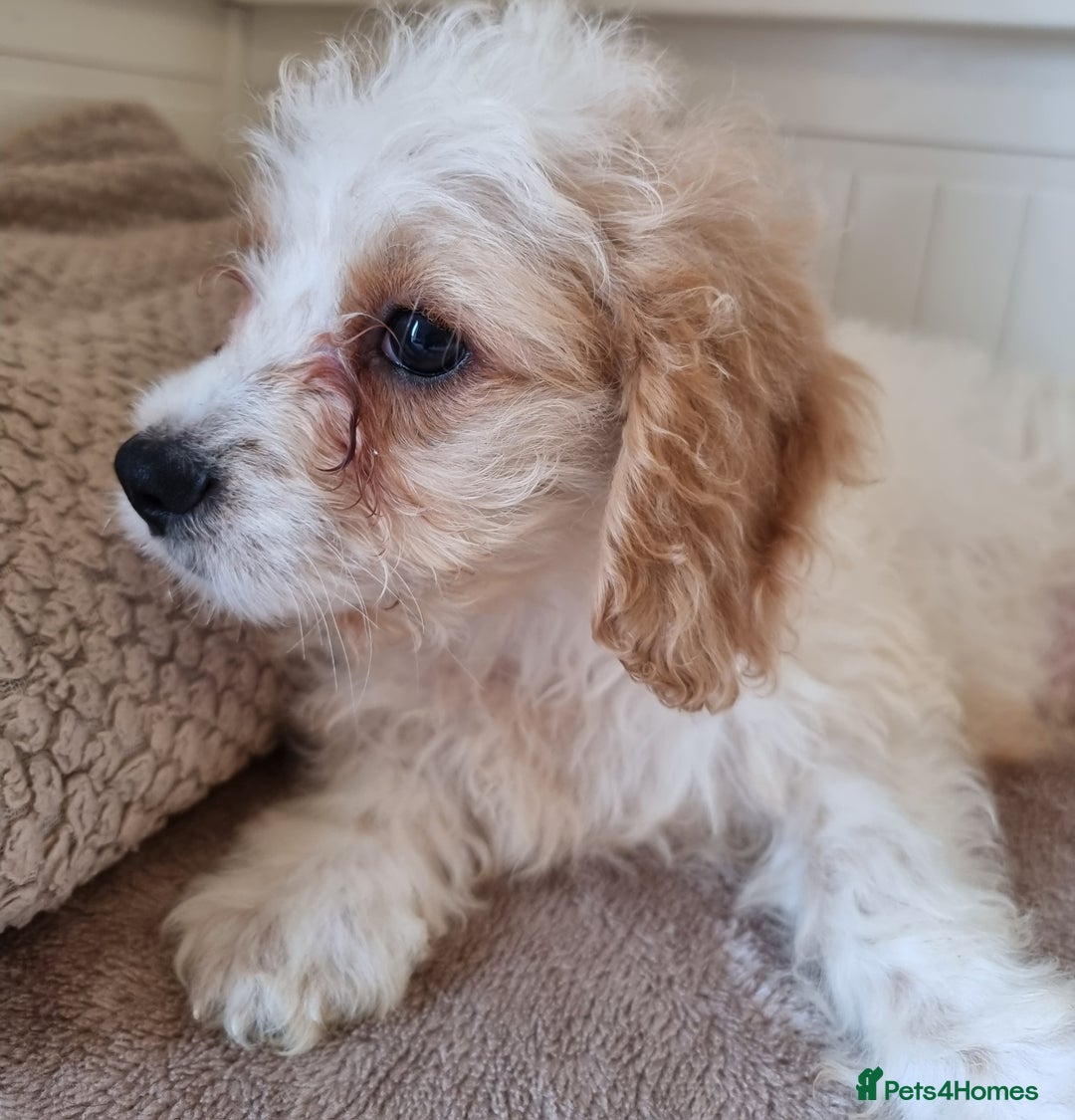Cavapoo dogs for sale: Fluffy Bundles of Love Looking for Forever Homes! - Image 6
