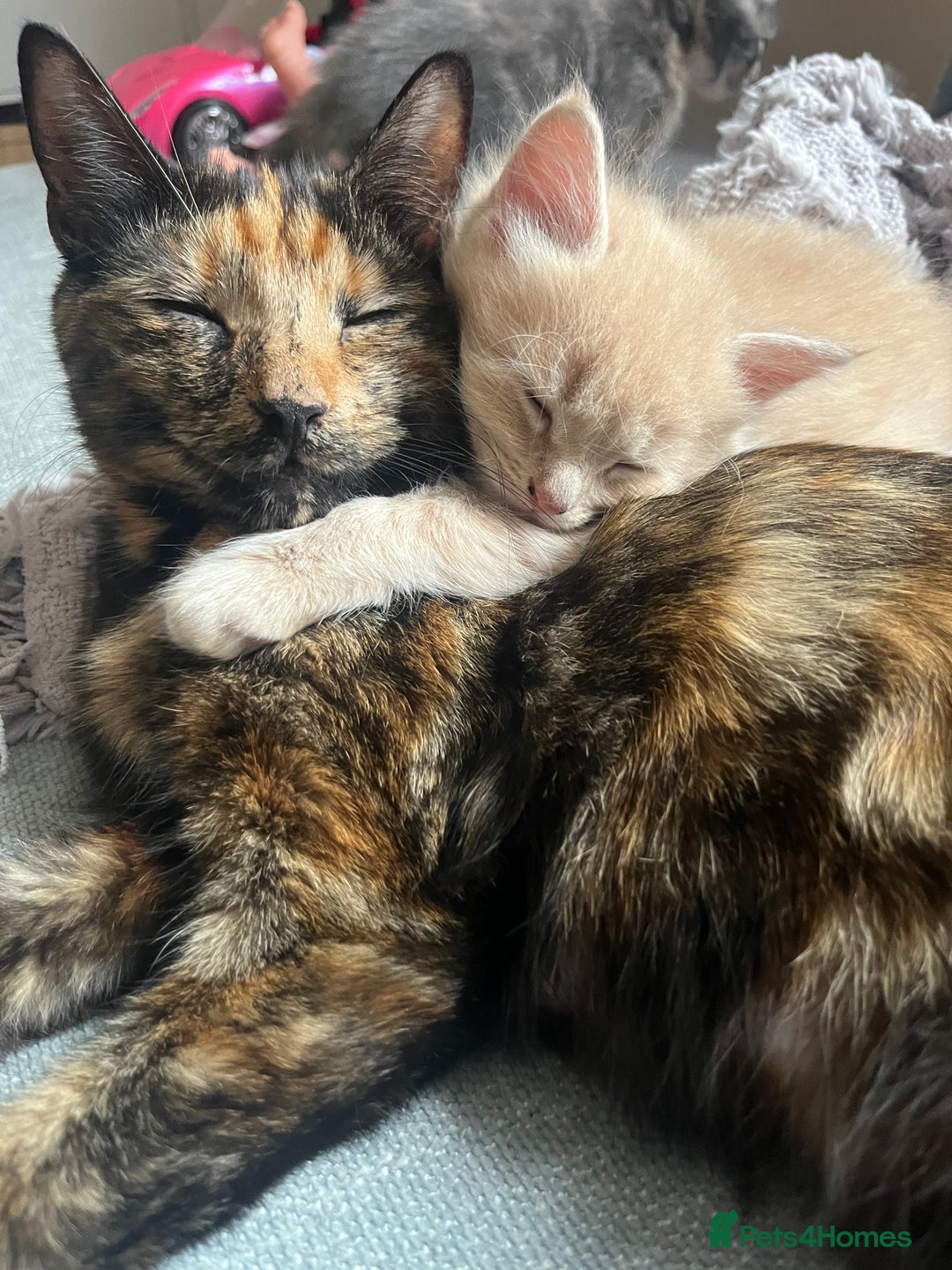 Mixed Breed cats for sale: 2 male kittens for sale - Image 8