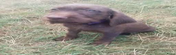 Mixed Breed dogs for sale: READY NOW  - Weimaraner x Vizsla - Advert 33