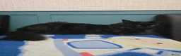 Maine Coon cats for sale: Maine Coon Kittens Russian/European lines - Advert 28
