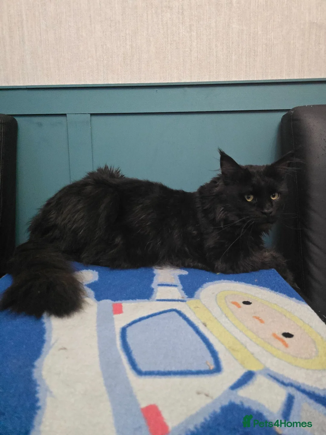 Maine Coon cats for sale: Maine Coon Kittens Russian/European lines - Advert 28