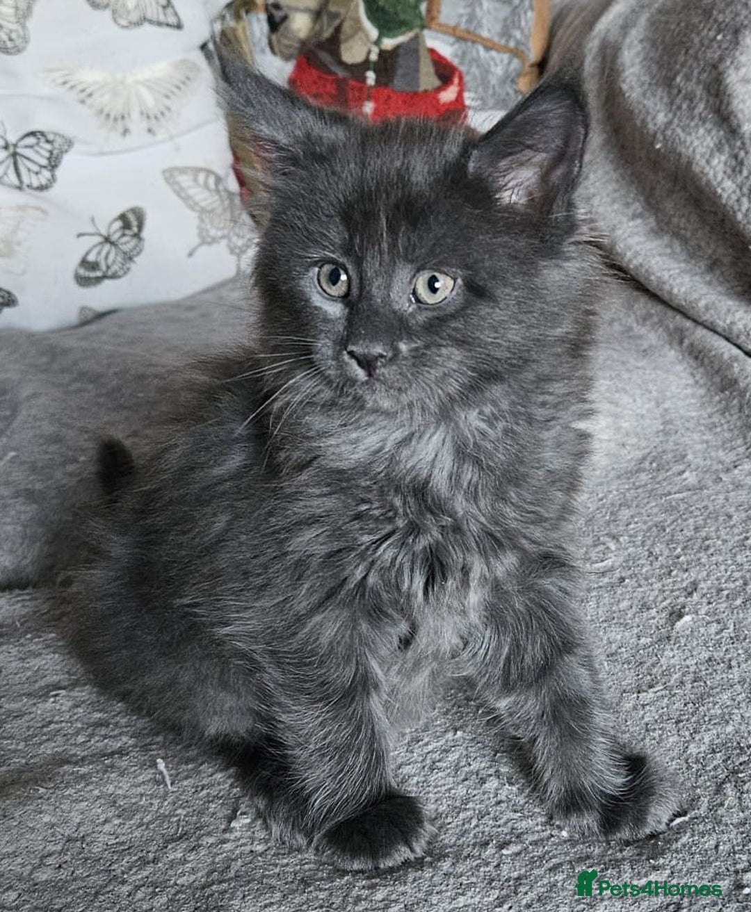 Maine Coon cats for sale: Stunning GCCF registered Maine Coon Kittens  - Advert 3