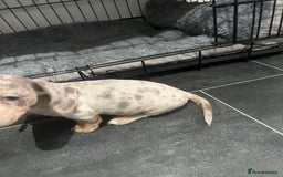 Dachshund dogs for sale: Dapple cream dachshund - Image 6