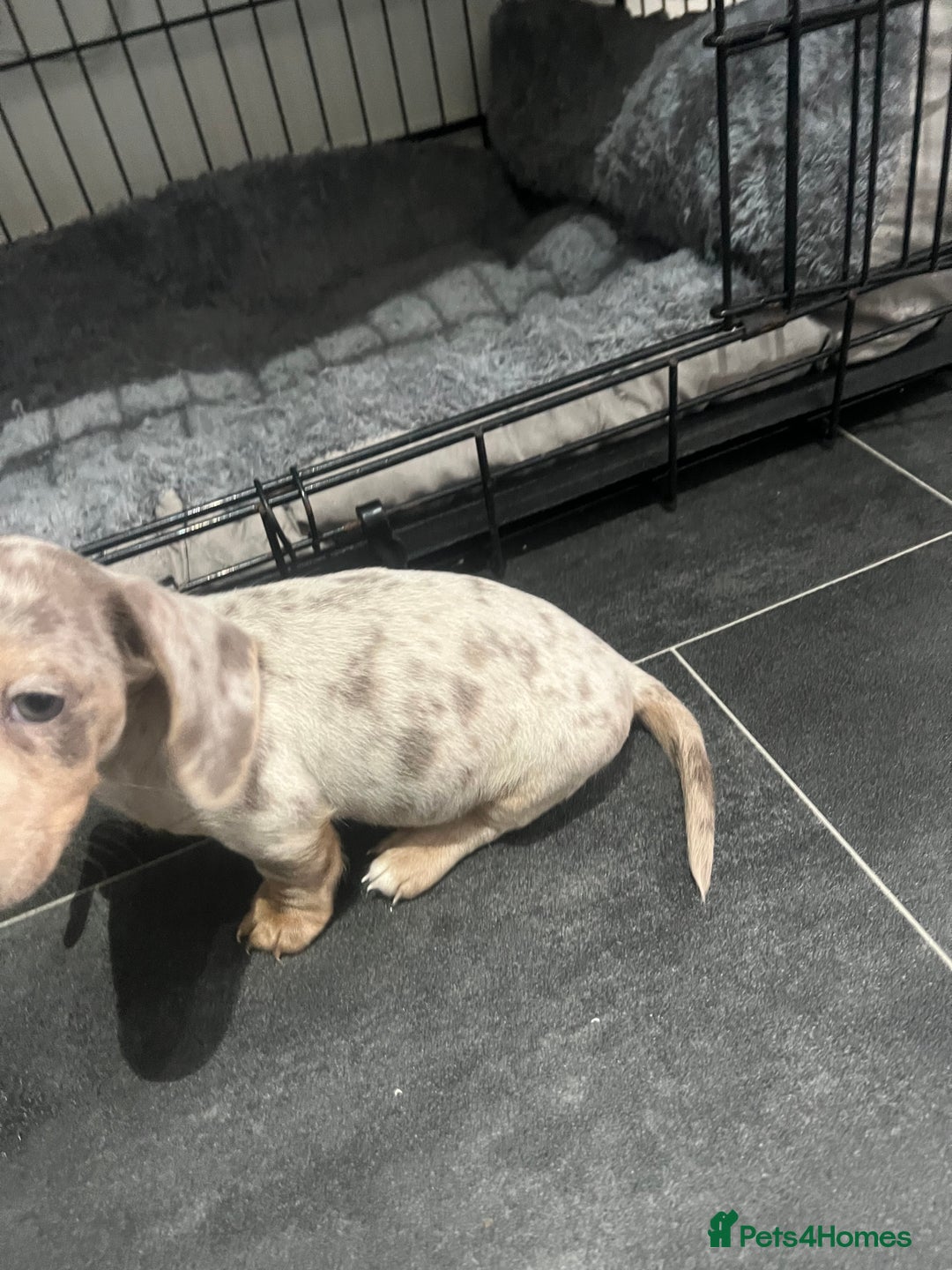Dachshund dogs for sale: Dapple cream dachshund - Image 6