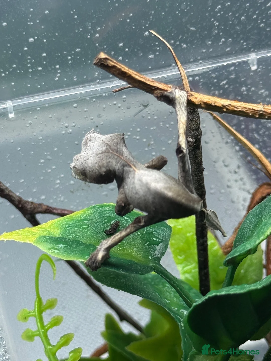 Gecko reptiles for sale: Uroplatus Ebenaui - Advert 4