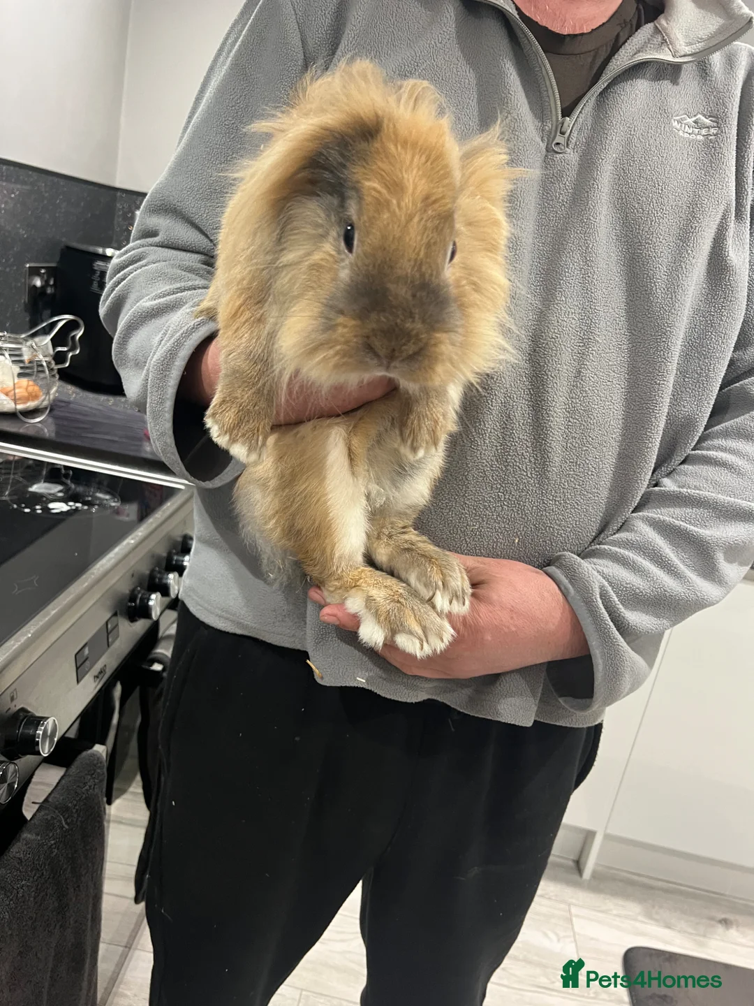 Lionhead rabbits for sale: 8 week old and 1 year old loan heads  - Advert 6