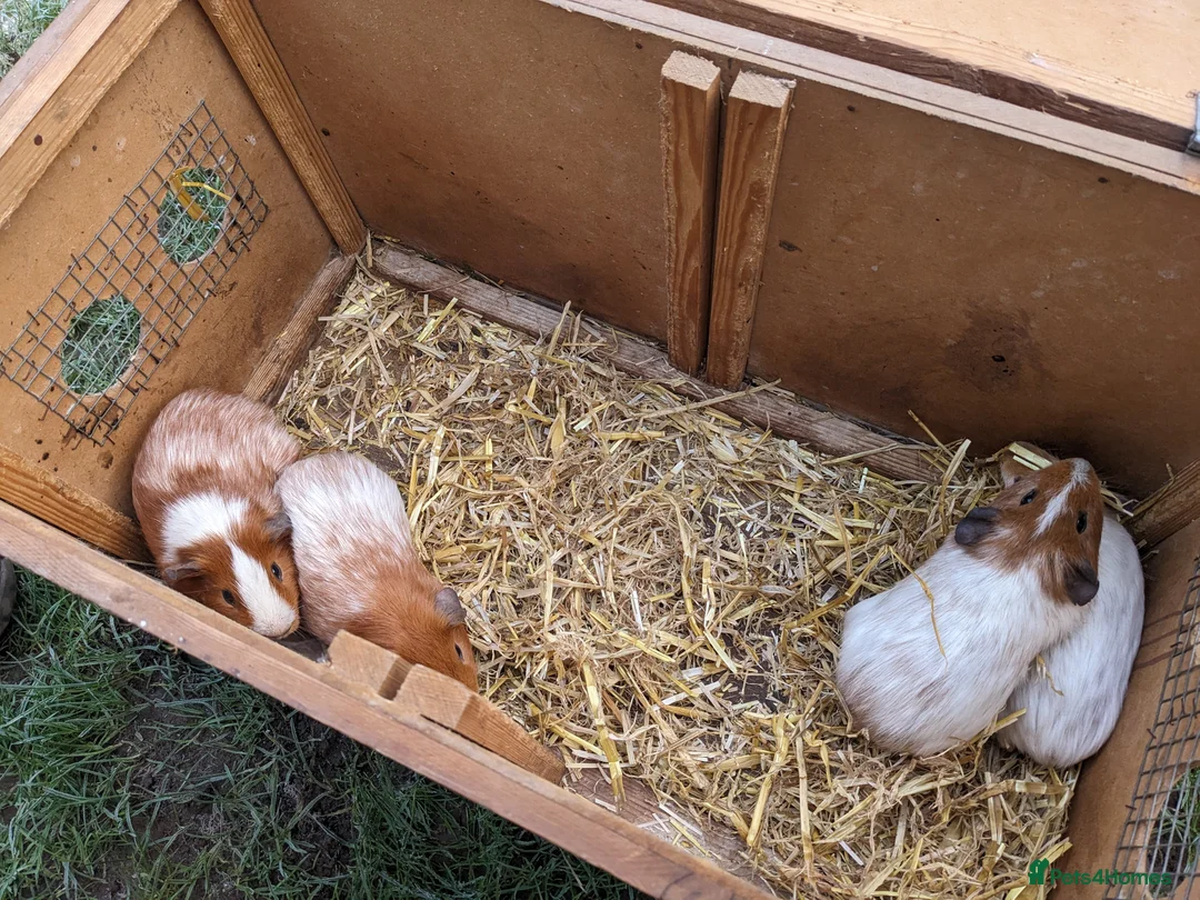 Guinea Pig rodents for sale: Male guinea pigs  - Advert 2