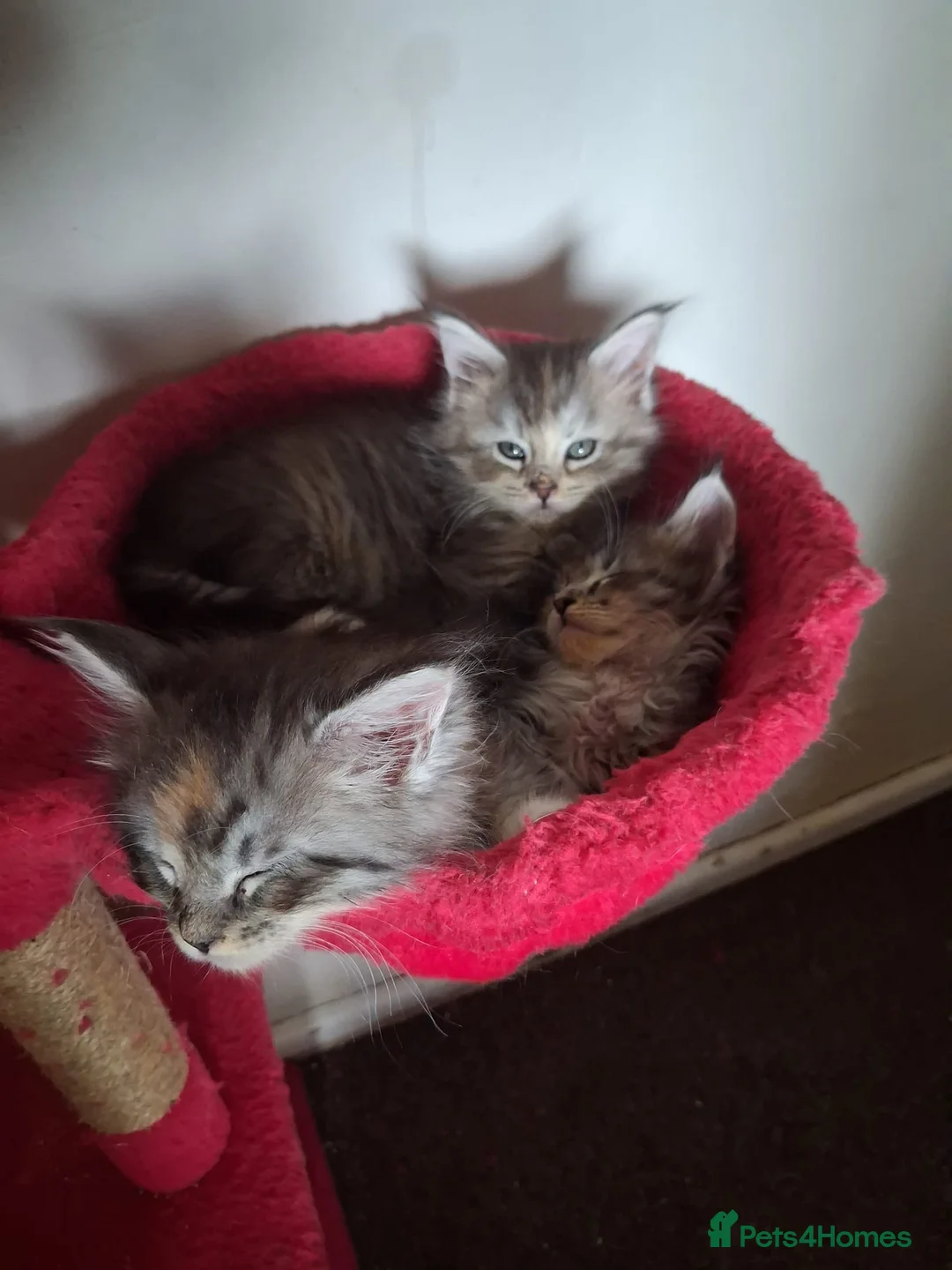 Maine Coon cats for sale: Ready Now Mainecoon kittens  - Advert 2