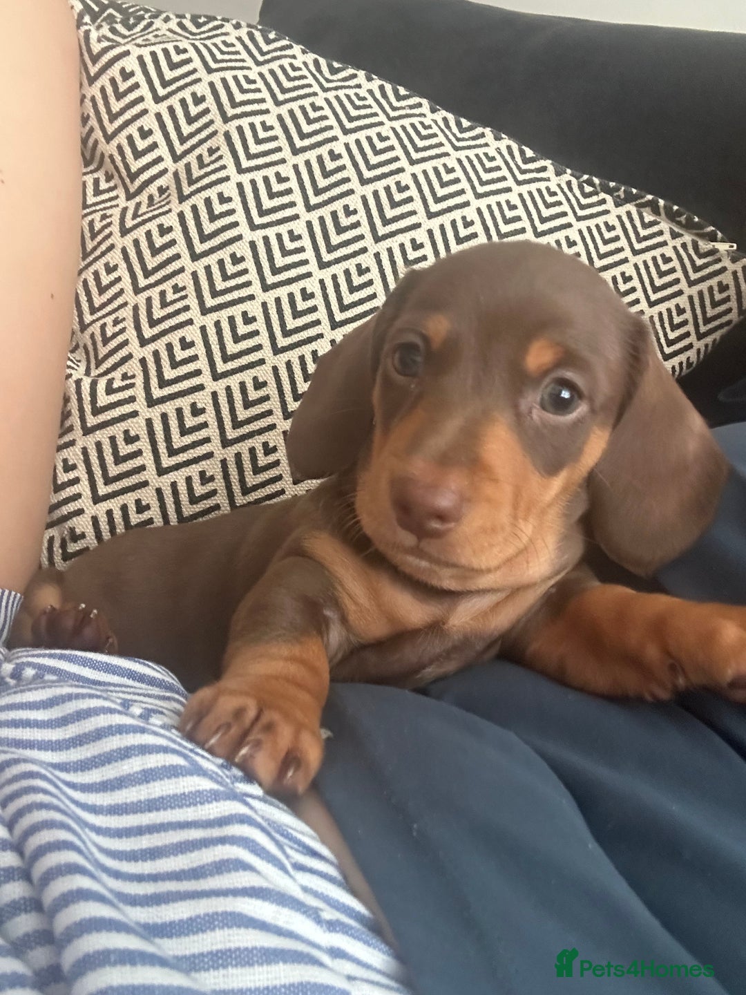 Miniature Dachshund dogs for sale: Miniature daschunds  READY TO LEAVE 29th SEPT - Image 15
