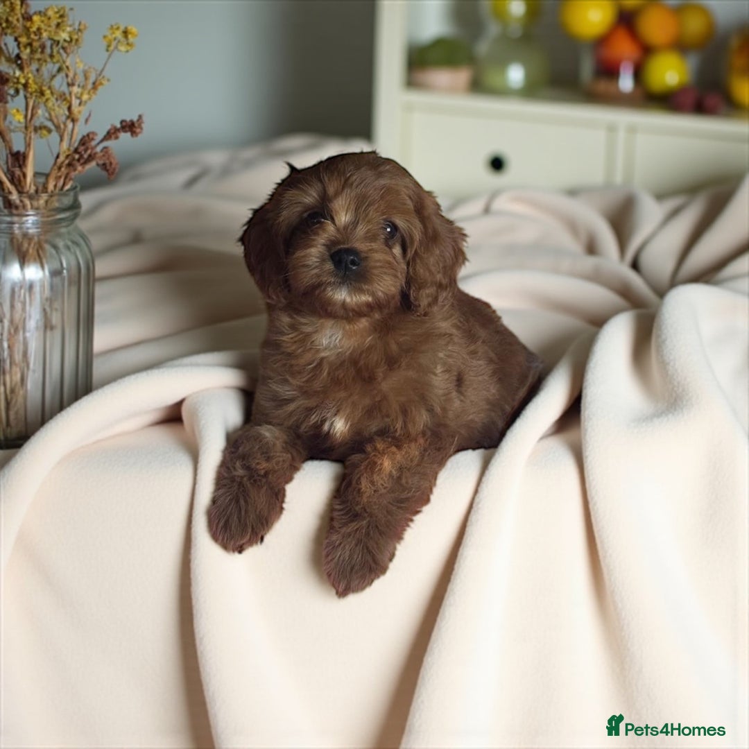 Cavapoo dogs for sale: 4 gorgeous f1 Cavapoo puppies for sale - Image 6