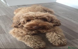 Cockapoo dogs for sale: STUNNING GOLDEN F2 COCKAPOOS - Image 18