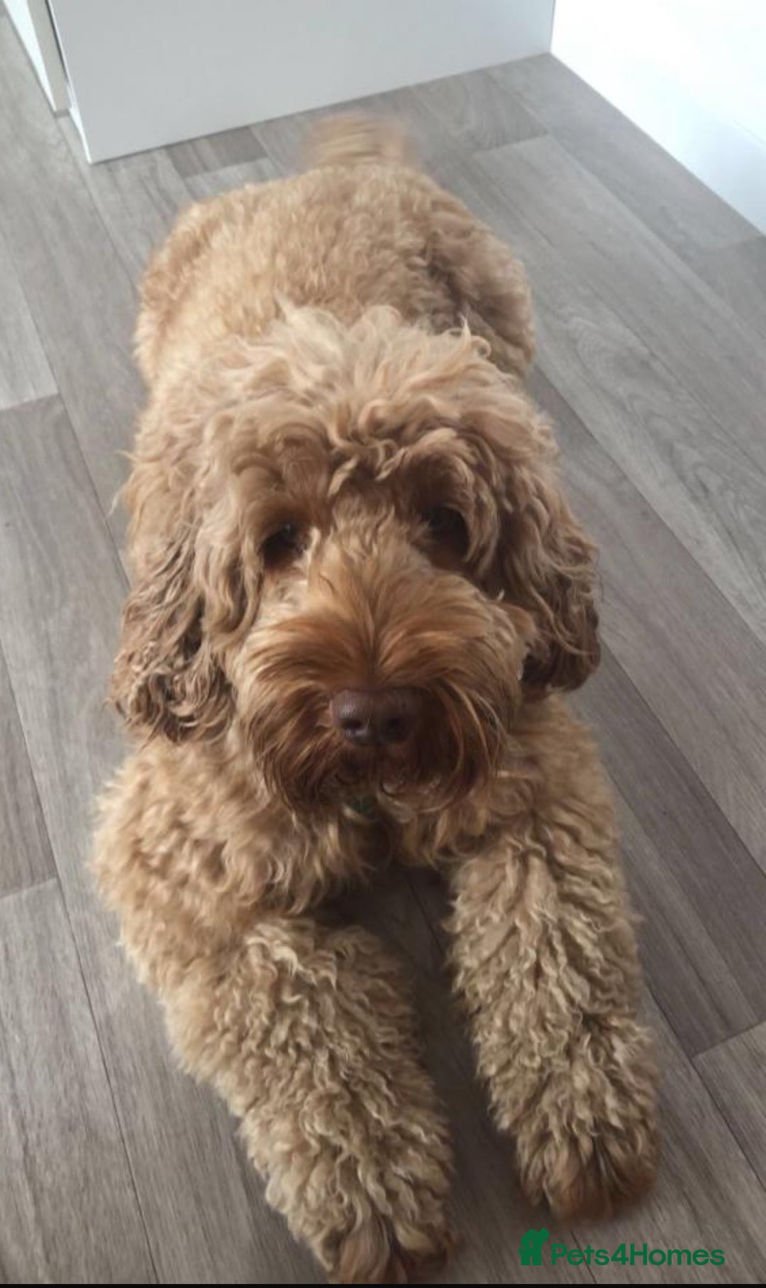 Cockapoo dogs for sale: STUNNING GOLDEN F2 COCKAPOOS - Image 18