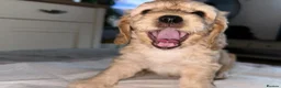 Mixed Breed dogs for sale: 6 adorable puppies  - Advert 24