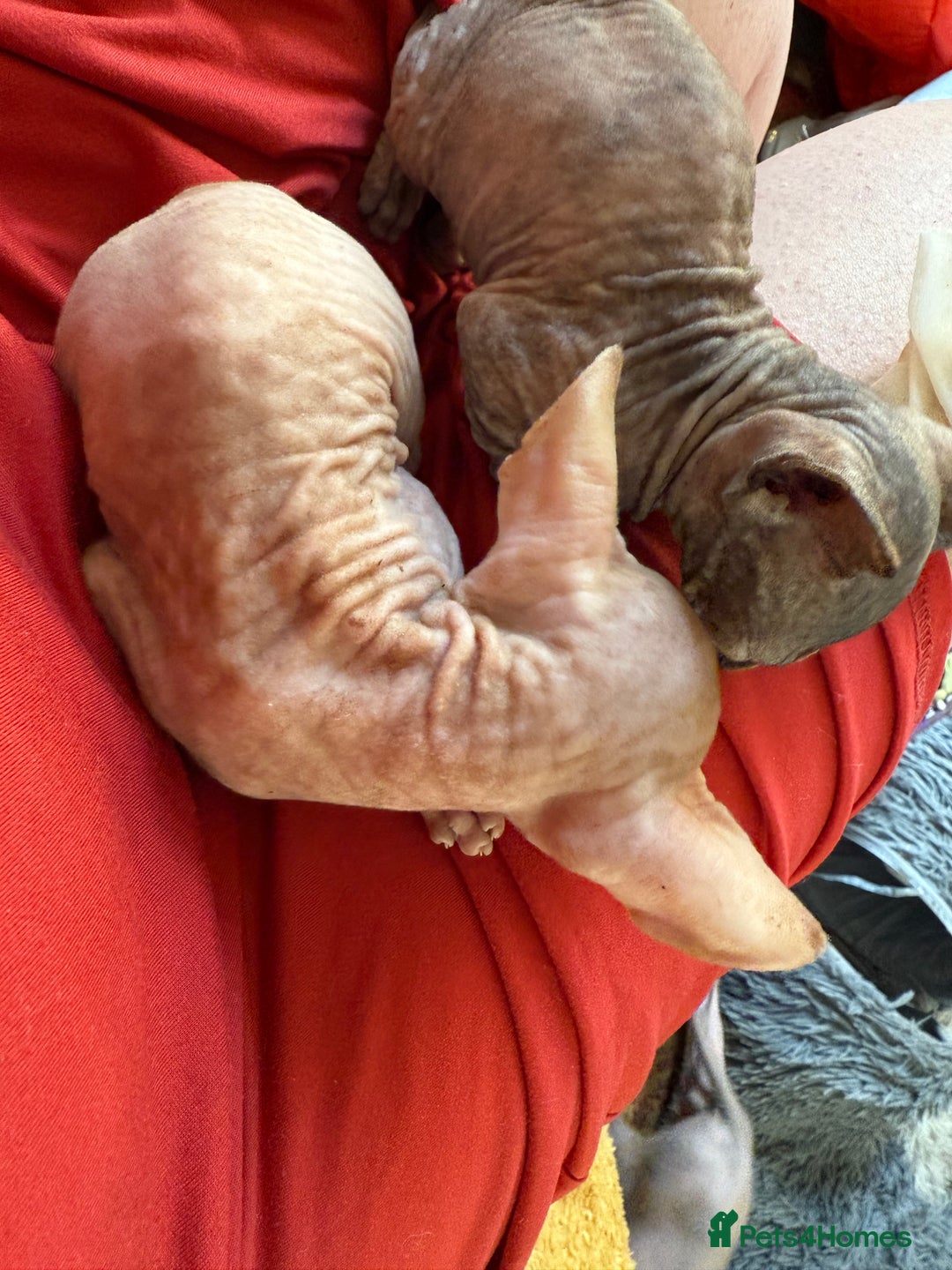 Sphynx cats for sale: Sphynx kittens full of love to give - Image 19