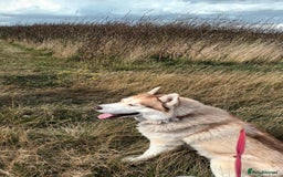 Siberian Husky dogs for sale: Two Siberian Husky Males - Image 10