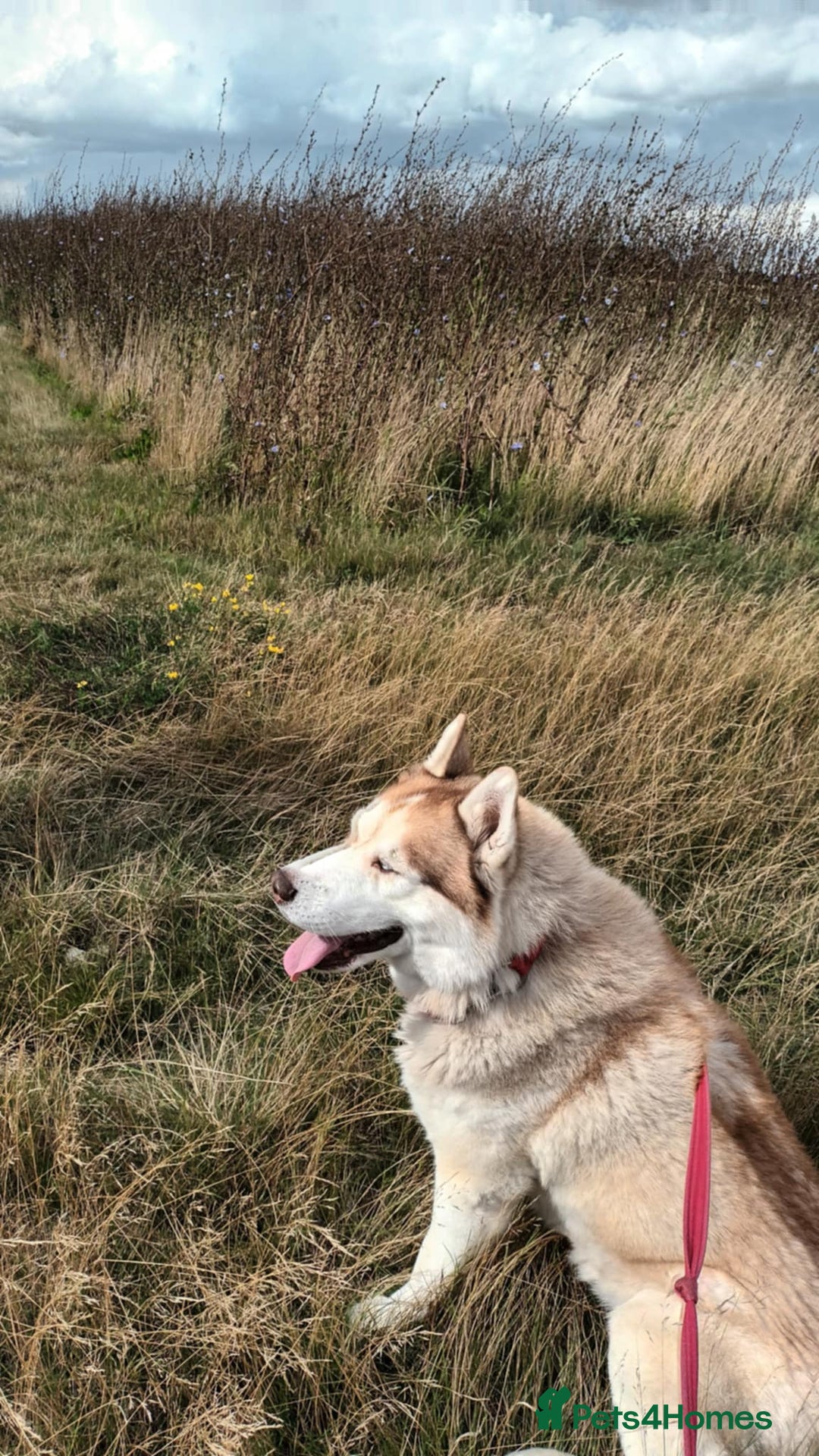 Siberian Husky dogs for sale: Two Siberian Husky Males - Image 10