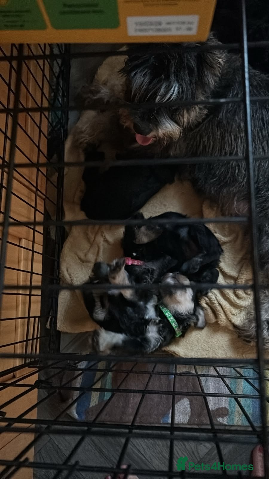Miniature Schnauzer dogs MINITURE SCHNAUZER PUPS 2 BOYS 4 GIRLS  - Advert 18