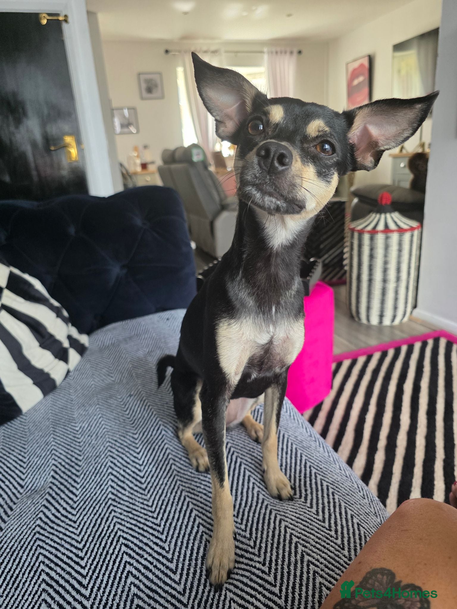 Mixed Breed dogs Rehome my little girl  - Advert 1