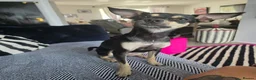 Mixed Breed dogs for sale: Rehome my little girl  - Advert 1