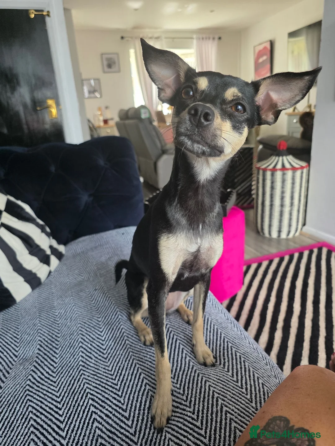 Mixed Breed dogs for sale: Rehome my little girl  - Advert 1