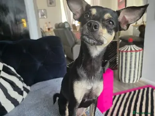 Mixed Breed dogs Rehome my little girl - Advert 1